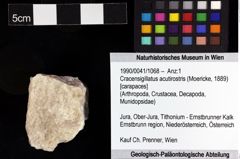 Foto (Objket + Etiketten) von Cracensigillatus acutirostris (Moericke, 1889) 